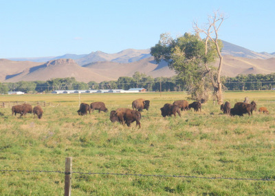 Buffalo, just South of Del Norte